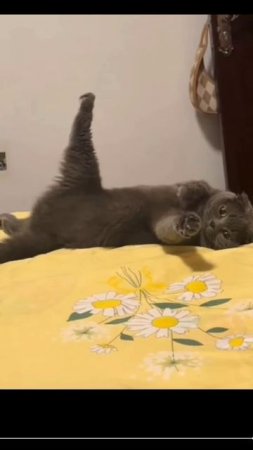 ОТЛИЧНЫЕ РЕБЯТА.