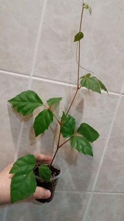 Плетучки 😉🌿 Украшают лестничные 🛞 проëмы Циссус ромболистный и Эпипремнум Пинатум вар.