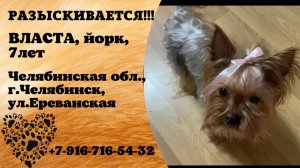 Пропала собака! ВЛАСТА, Йорк, 7 лет. Челябинская обл., г.Челябинск.