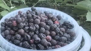 Сад, дача, город, ягоды