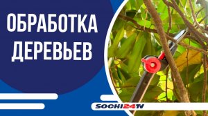 Зелёному каркасу Сочи угрожают новые виды насекомых-вредителей