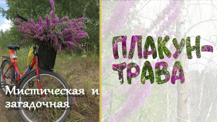 Мистическая и загадочная Плакун -трава💥#дербенник #плакунтрава  #video vikа