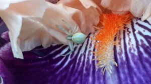 Цветочный паук, или мизумена косолапая (Misumena vatia)