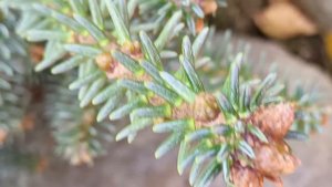 Пихты в моём саду. Корейская, испанская, кавказская, ба