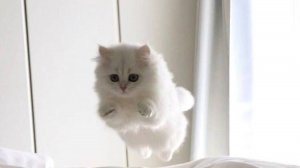 Музычка, PASSO (PHONK Slow)