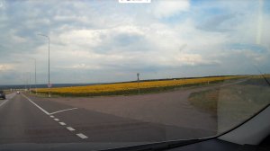 Подсолнухи 17.07.2025 © video by Ekaterina Tolstova