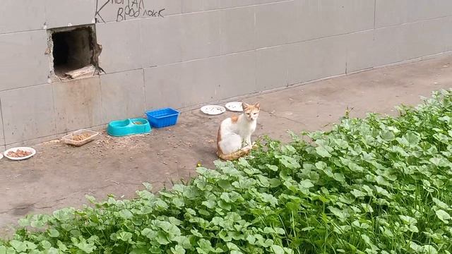 МОСКВА_БИРЮЛЕВО_2025_КОТЫ-ДИКИЕ смотреть онлайн