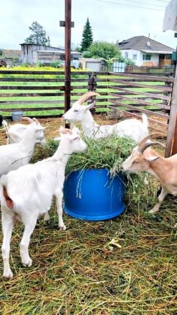 Утро фермера: спокойствие, которое заряжает на весь день 🌅🐑