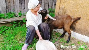 Всех встретили и проводили 😊В деревне на хозяйстве 🐐