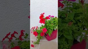 Мужчина в доме Страничка Надежды