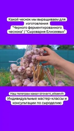Какой чеснок мы выращиваем для изготовления "Черного ферментированного чеснока"