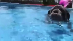 Собака Киркорова🤩😃🤣