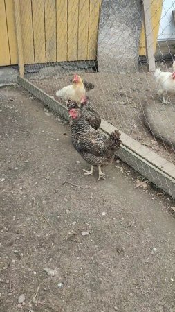 Лучший способ чтобы выгул у кур🐔 был сухим, даже после дождя!