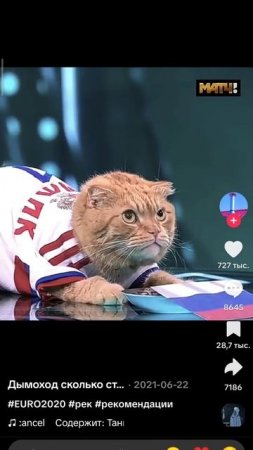 куда кота игнор в ад лайк подписка в рай
