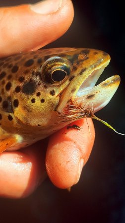 #рыбалка  #нахлыст #flyfishing | Ручьевая форель на сухую мушку 2 |