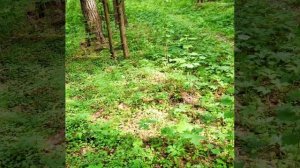 Первая тихая охота этим летом. Удмуртия.