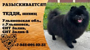 Пропала собака! ТЕДДИ. Шпиц. Ульяновская обл,  г. Ульяновск