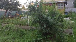 Добрый вечер четверга! Я готовлю.