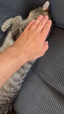 Мило спящий котик 🐱
