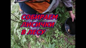 СОБИРАЕМ ЛИСИЧКИ В ЛЕСУ.Сбор грибов.