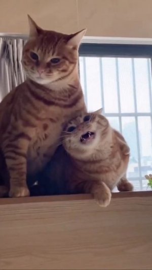Cute brawls / Смешные драки