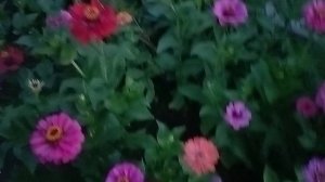 вечерний обход цветов😍🌷🌹🌺