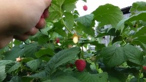 Ягодка малинка.