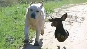Самые смешные видео с животными №20.😂😂😂 Лучшие приколы коты и собаки. 😆 Смеялся до слез. 🤣🤣🤣