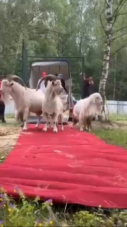 🐐Бутовских коз забрали у владельца и увезли🐐