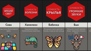 Животные И Их Слабости