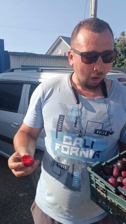 обзор дагестанской сливы от покупателя