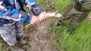 Много рыбы 😲
В поисках щуки 🦈