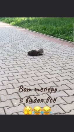Ёжик приставала