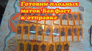 ОЧЕРЕДНОЙ ОТБОР ПЛОДНЫХ МАТОК БАКФАСТ, МЕТИМ И ЗАСЕЛЯЕМ В КЛЕТОЧКИ.