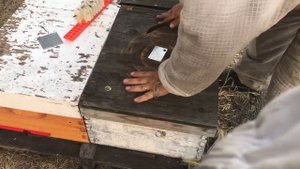 Финальный этап набора летних расплодных отводков на промышленной пасеке Фила Фелдхуса - Канада