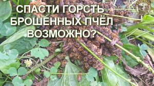 СПАСТИ ГОРСТКУ ПЧЁЛ НЕВЕРОЯТНО.mp4