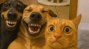 Самые смешные видео с животными №16.😂😂😂 Лучшие приколы коты и собаки. 😆 Смеялся до слез. 🤣🤣🤣