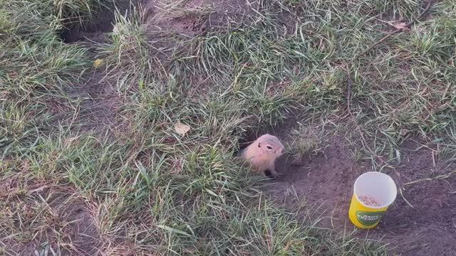 ОСТРОВ ТАТЫШЕВ🤗 МУЖ НА РАСТОЯНИИ ДАРИТ ЦВЕТЫ🤗 НАКОРМИЛИ ВСЕХ И ДАЖЕ СУСЛИКОВ🤗😂