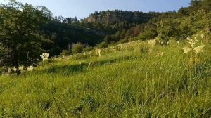 Цветение таволги у подножия Кольцо горы