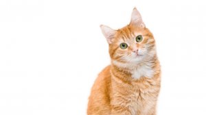 Котёнок танцует под музыку