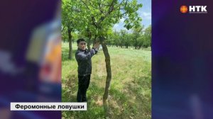 Специалист Россельхознадзора устанавливают феромонные ловушки против вредителей