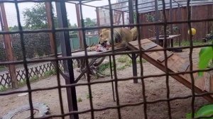 Обед на троне 17.07.2025 Видео от Ивана