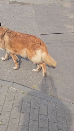 #собачки #reels #short #shorts #margo #shortvideo #shortsvideo #dog #dogs #dogshort #diglife #happy