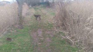 Пёс 1 серия 1-9 сезон