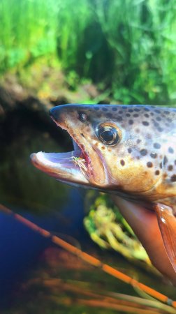 #рыбалка  #нахлыст #flyfishing | Ручьевая форель на 30 см |