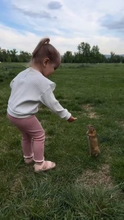 Подкармливаем сусликов