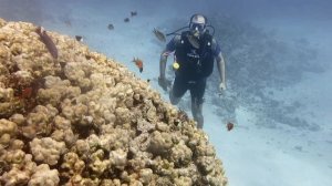 Дайвинг Шарм-эль-Шейх