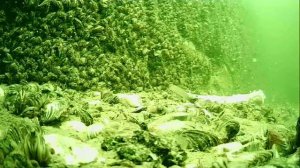1000046595.mp4Волга гл.5м.17.07.2025г