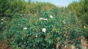 TANQA CHOY 10-QISM.  FARG'ONALIK SAN'ATKOR VA  VODIY GULLARI