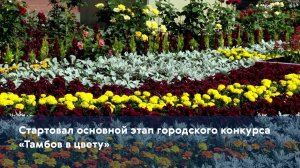 Стартовал основной этап городского конкурса «Тамбов в цвету»